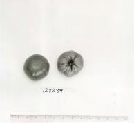 Click for 1 image(s) for this accession. FRUIT